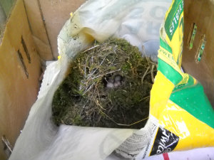 Bird's nest w/eggs