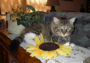 Sparky on sofa with sunflower
