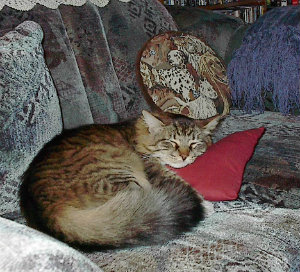 Spark on red pillow