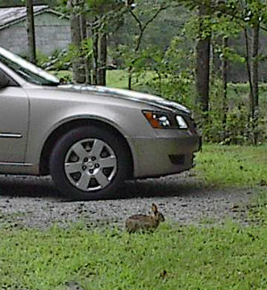 Rabbit in front of car