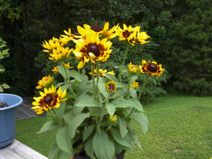 Sunflowers on deck
