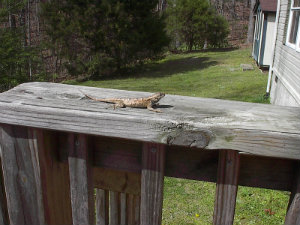 Lizard on deck