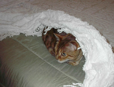 Cisco hiding in bed