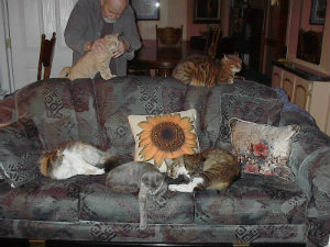 All 5 cats & David