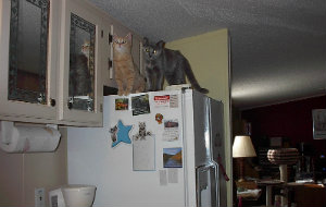 Riley & Holly on fridge