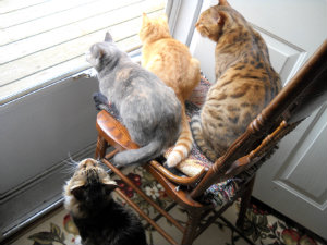 Kittens at front-door screen