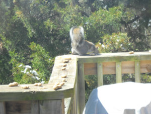 Gray squirrel on deck w/peanuts