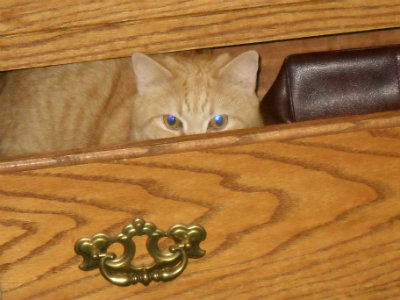 Riley in dresser drawer