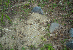Sparky's gravesite